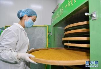 山東菏澤 牡丹花開(kāi)產(chǎn)業(yè)紅 圖