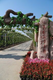 葡萄熟啦！快來創(chuàng)新農(nóng)業(yè)生態(tài)園體驗(yàn)采摘樂趣