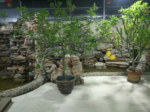 平安夜自駕生態(tài)園聯(lián)歡 一場與自然共舞的節(jié)日盛宴