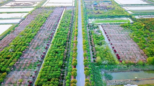 官方賞花攻略發(fā)布 荊州8條春季賞花精品線路，生態(tài)園美景盡收眼底