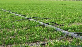 準旗啟動新農(nóng)業(yè)項目 生態(tài)園建設惠及8村，3970畝藍圖鋪展鄉(xiāng)村振興新畫卷